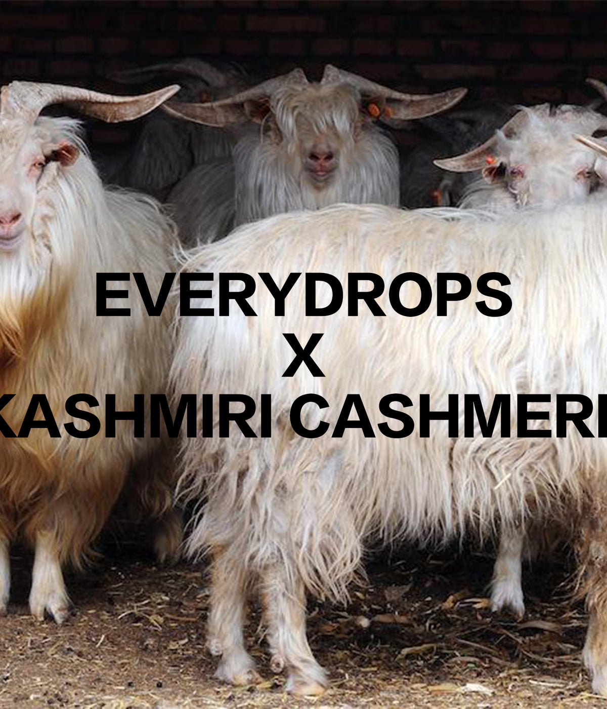 Kashmiri Cashmere